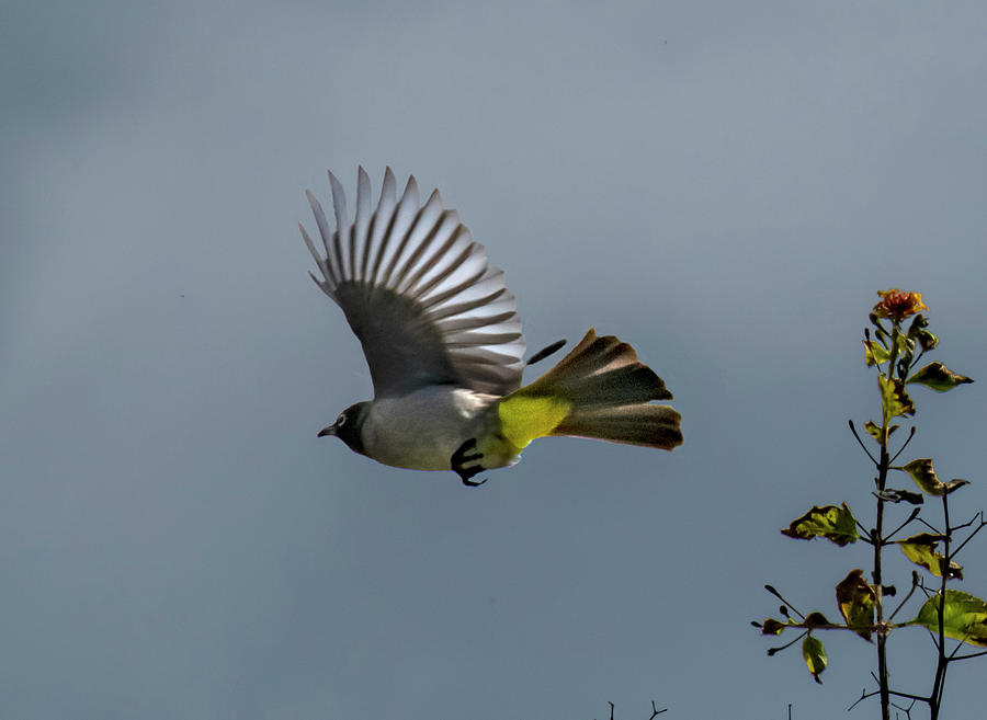 White Spectacled Yellow Vented Bulbul in Flight Photograph by William Bitman