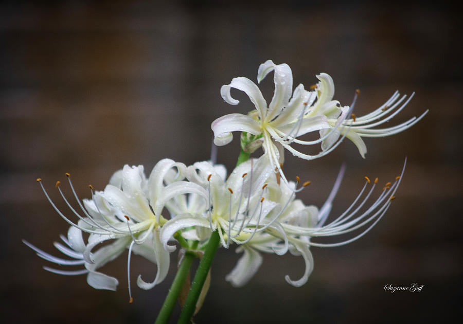 White Spider Lilies Photograph by Suzanne Gaff