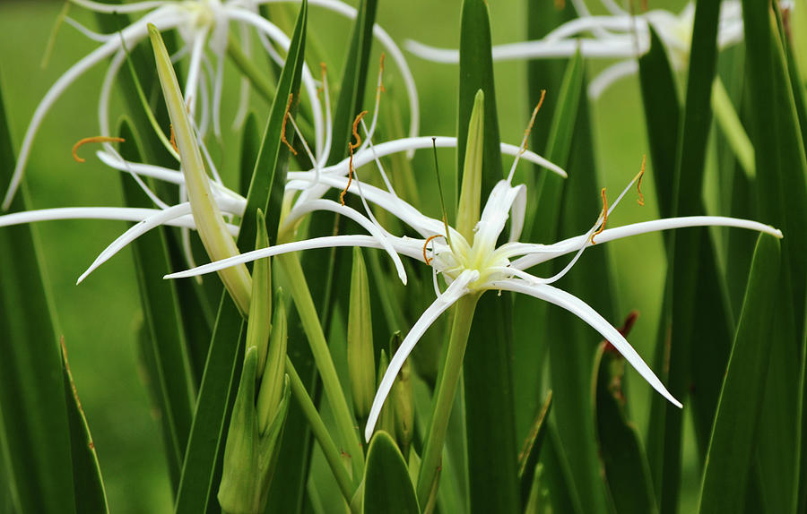 White Spider Lily Close Up Photograph by Gaby Ethington