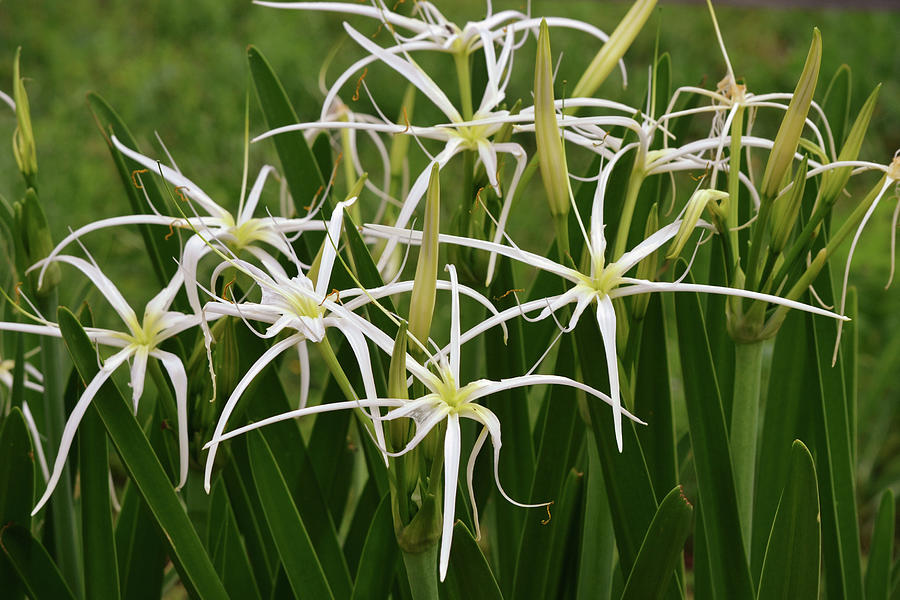 White Spider Lily Flower Garden Photograph by Gaby Ethington