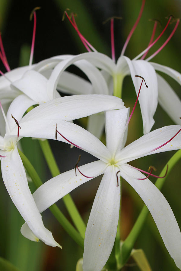 White Spider Lily Photograph