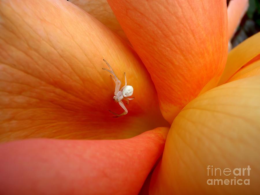 White Spider On A Coral Rose Photograph by Mary Deal