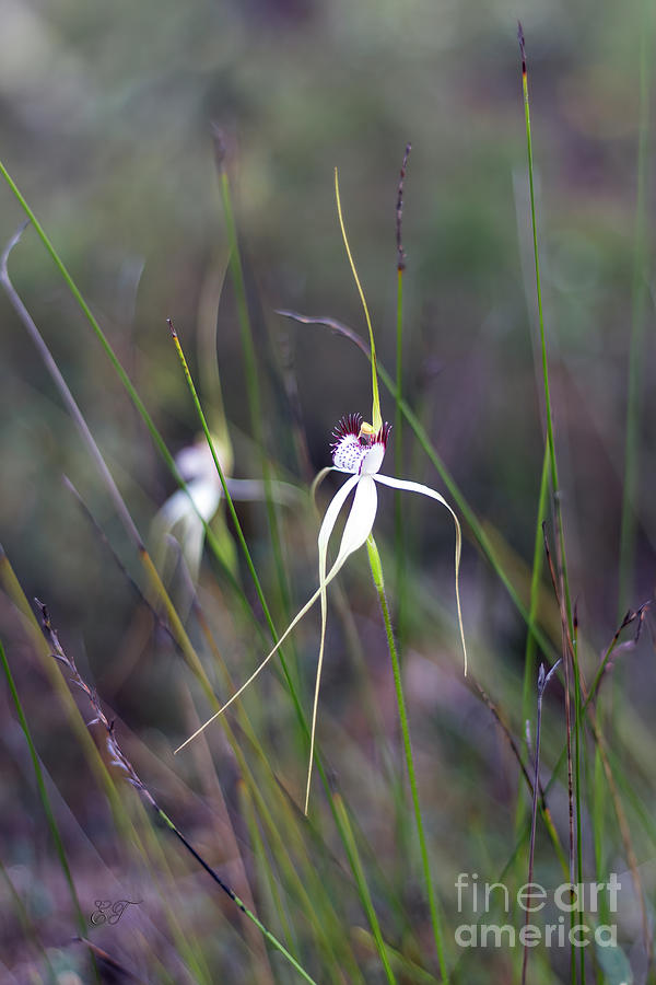 Hills White Spider Orchid Photograph by Elaine Teague