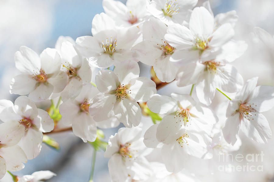 White spring blossom Photograph by Delphimages Photo Creations