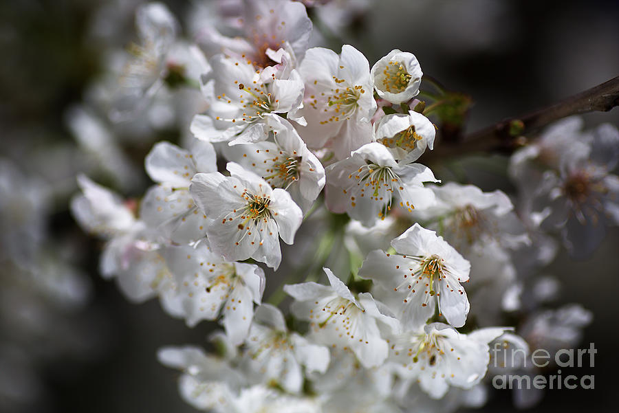 White Spring Blossom Photograph by Joy Watson