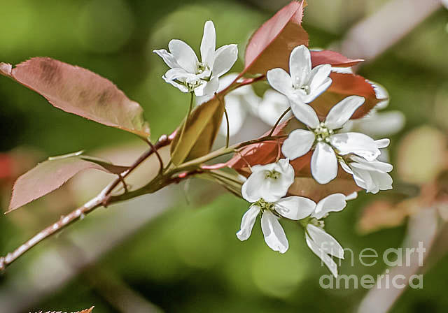 White Spring Flowers Photograph by Marie Fortin
