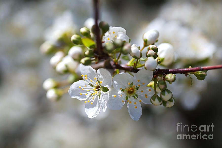 White Spring In Blossom Photograph by Joy Watson