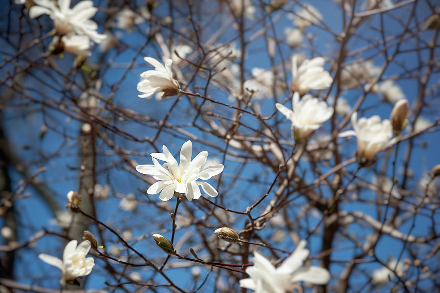 White Spring Tree Blossoms Photograph