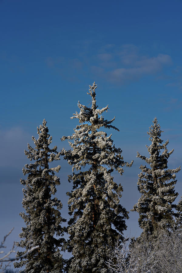 White Spruce  Photograph by Julieta Belmont