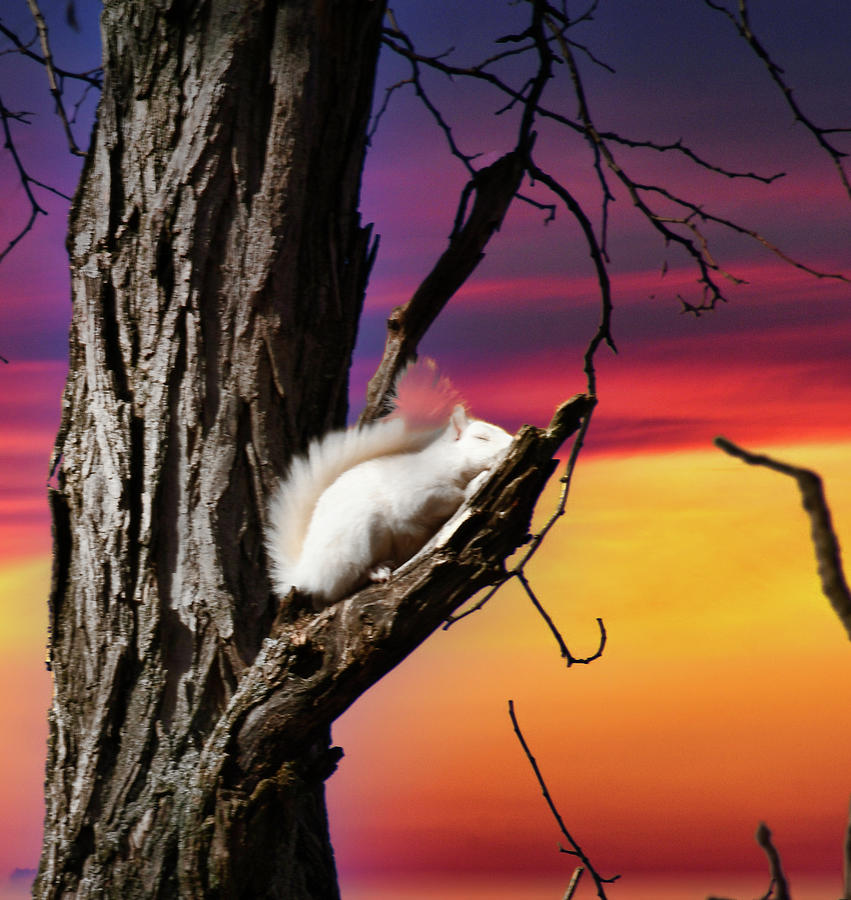 White Squirrel asleep at twilight Photograph by Randall Branham