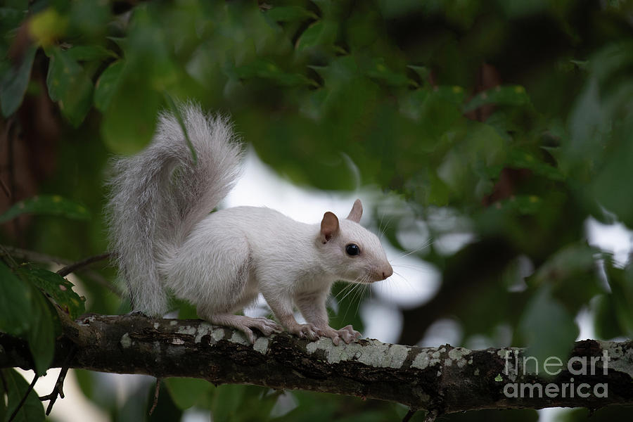 White Squirrel Photograph