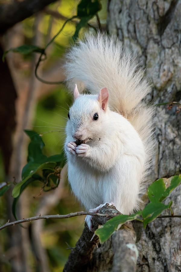 White Squirrel Eating Photograph by Bradford Martin