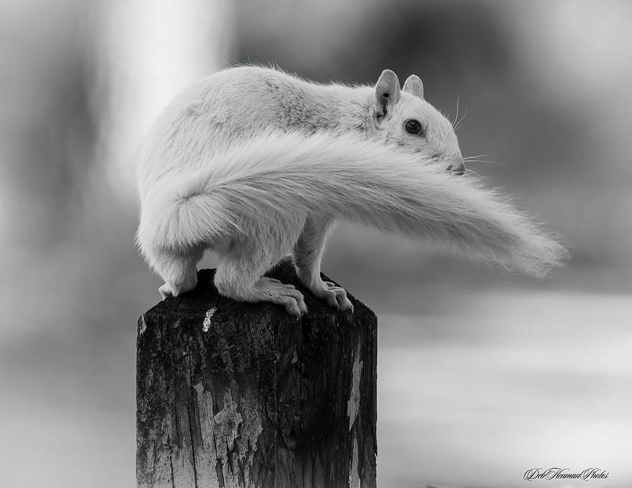 White Squirrel In Bw Photograph By Deb Henman Fine Art America