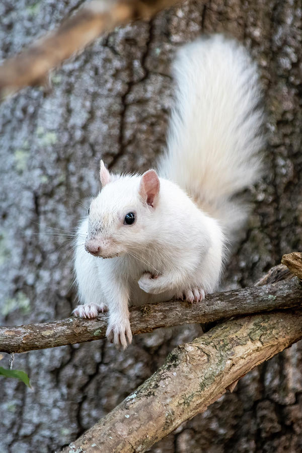 White Squirrel in Oak Photograph by Bradford Martin