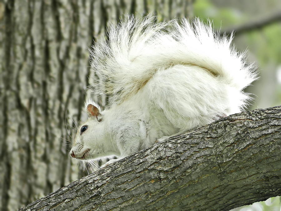 White Squirrel Photograph by Lyuba Filatova