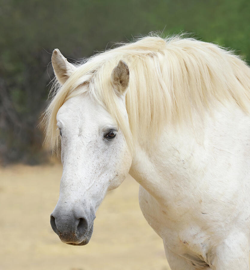 Arizona's White Stallion Photograph by Rewild The Wild - Fine Art America