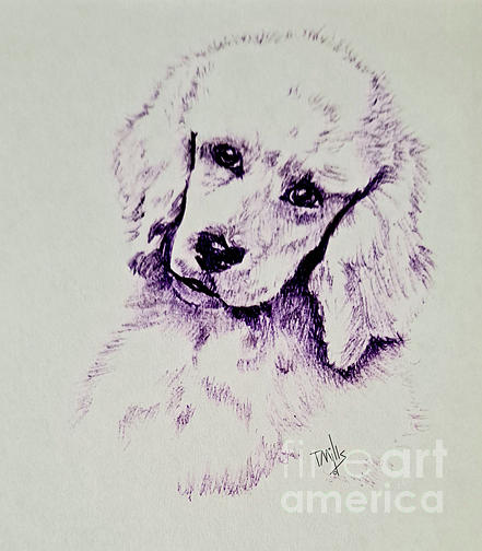 White Standard Poodle Pup Drawing by Terri Mills