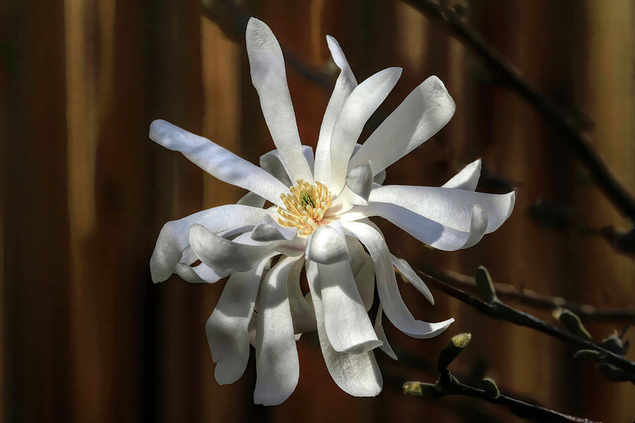 White Star Magnolia Photograph by Donna Kennedy