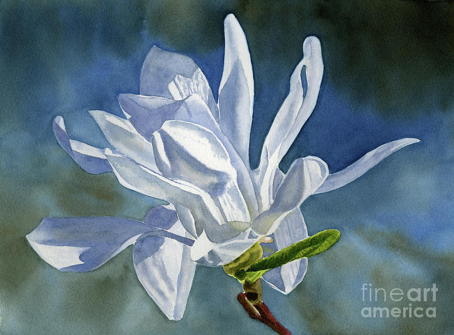 Magnolia Movie Painting - White Star Magnolia Flower with Blue Gray Background by Sharon Freeman