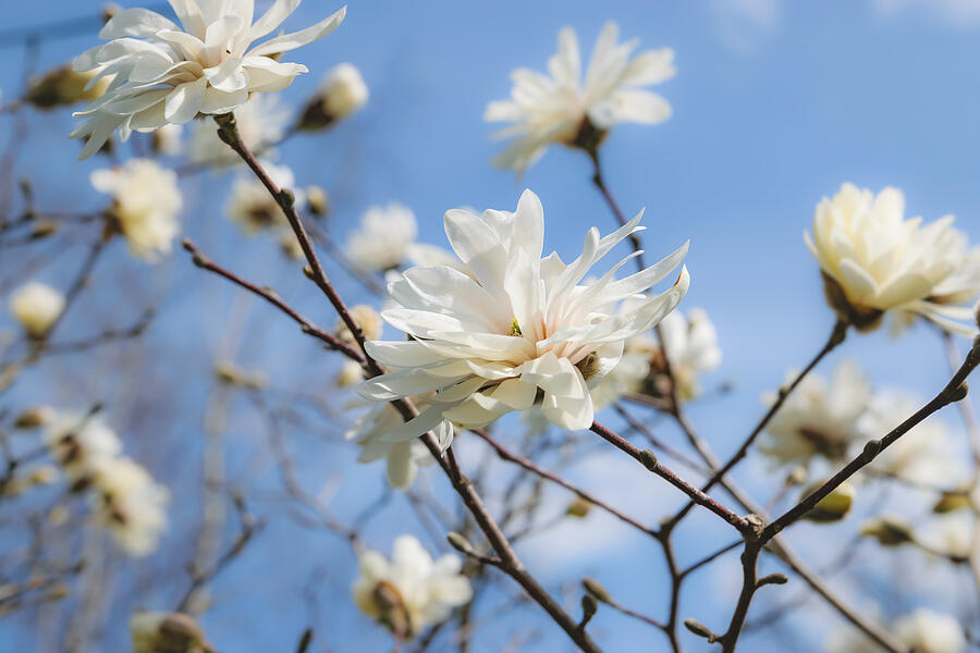Magnolia Movie Photograph - White Star Magnolia in bloom by Wdnet Studio