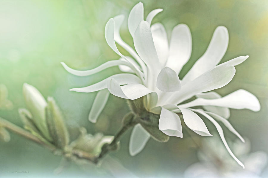 White Star Magnolia Spring Blossom Photograph by Jennie Marie Schell