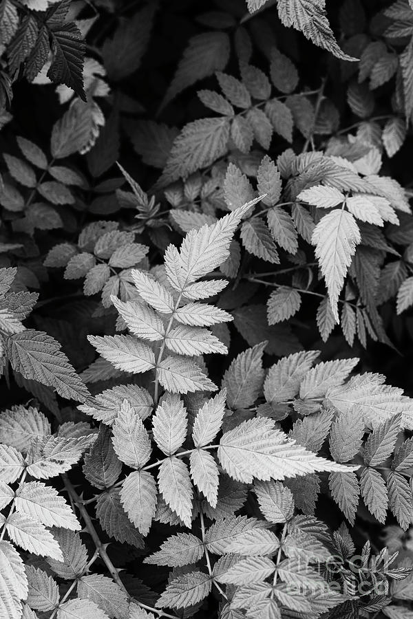Black And White Photograph - White Stemmed Bramble Goldenvale Foliage Monochrome by Tim Gainey
