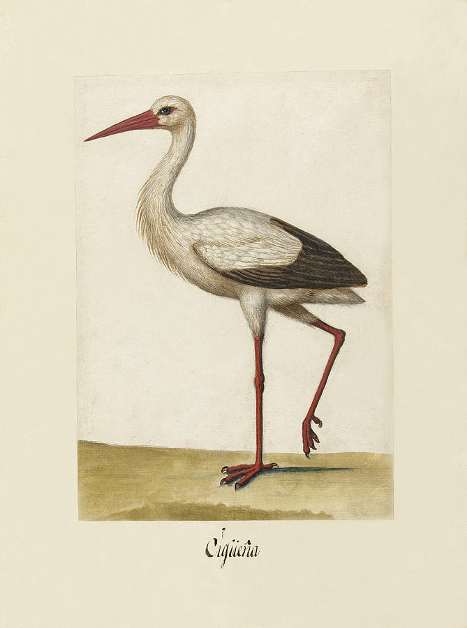 White stork Drawing by Anonymous