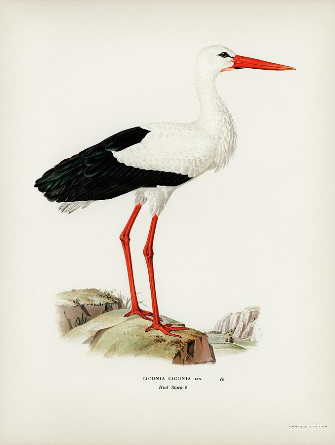 White Stork Mixed Media by World Art Collective