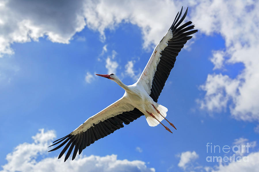 White Stork Flying Photograph by Arterra Picture Library