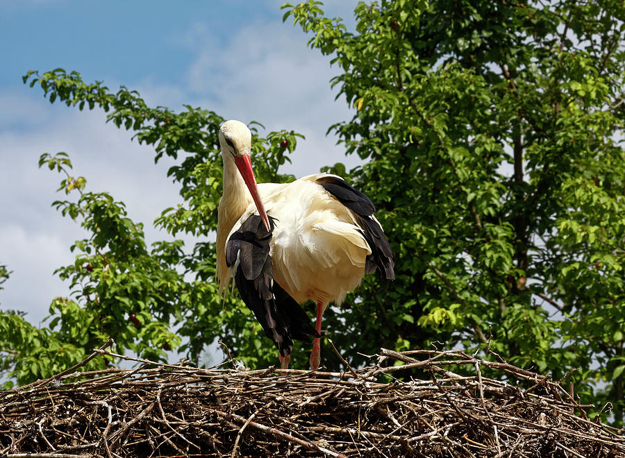 White Stork in Large Nest Photograph by Sally Weigand - Fine Art America