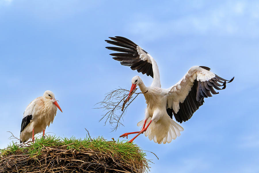 White Stork Landing with Twig Photograph by Arterra Picture Library
