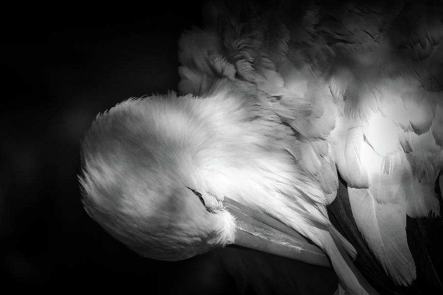 White Stork Photograph by Scott Burd