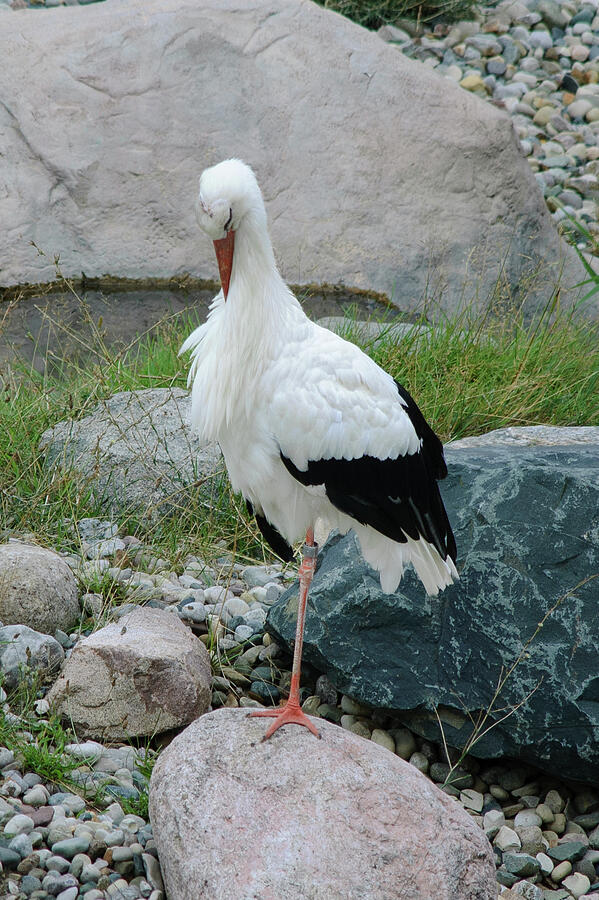 White Stork Photograph by Thierry Lach White Stork Photograph by Thierry Lach