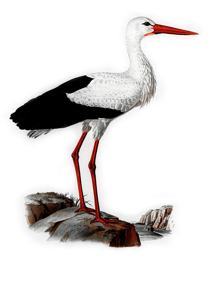 White Stork Drawing