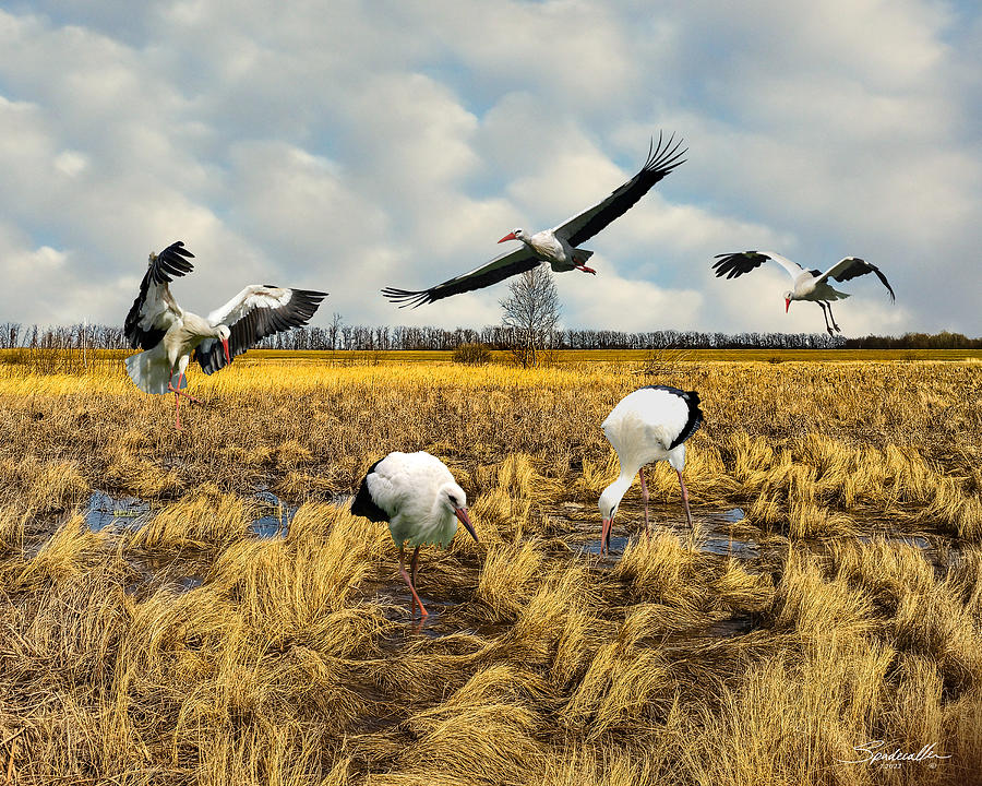 White Storks of Ukraine Digital Art by Spadecaller