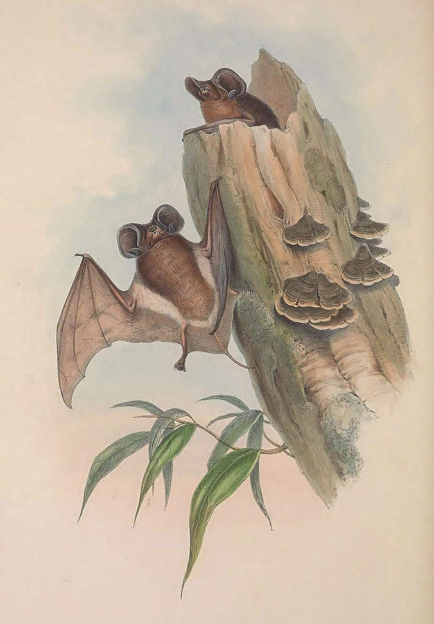 White-striped Free-tailed Bat Drawing by John Gould