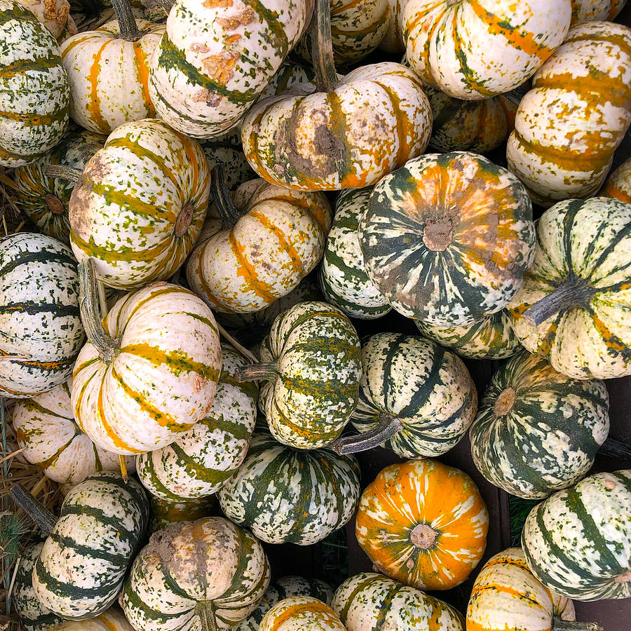 White Striped Pumpkins Photograph by Creative Spirit