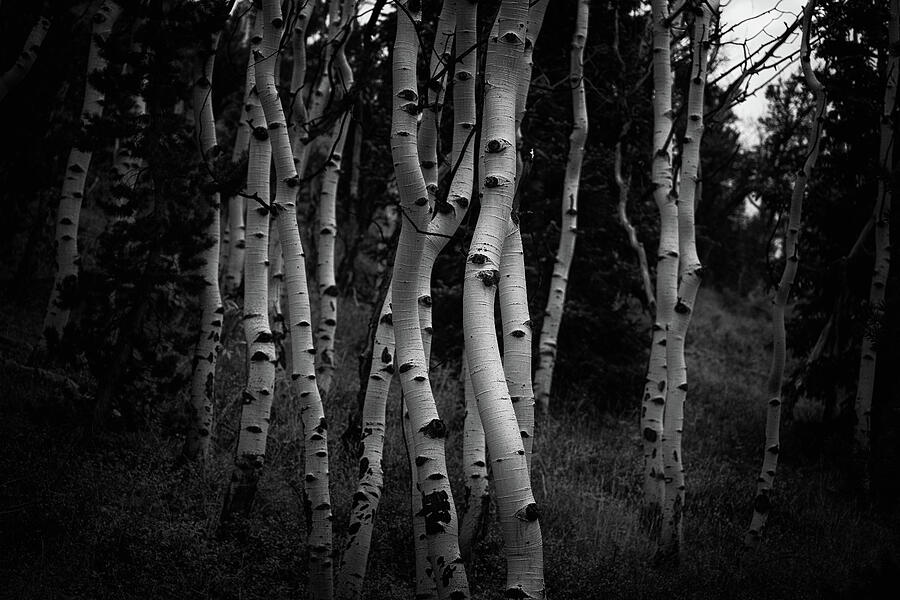 White Stripes Photograph by Andrew Kumler White Stripes Photograph by Andrew Kumler
