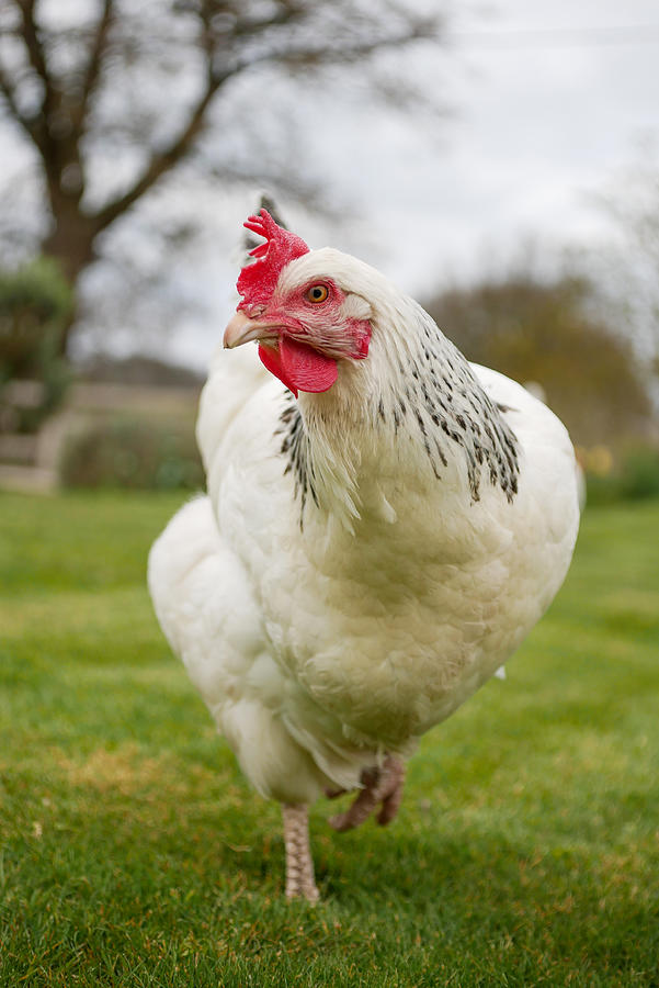 White Sussex Hen Photograph By Lucy Gilchrist