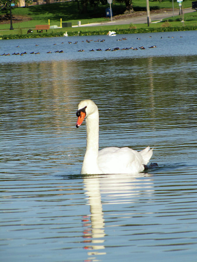White Swan At Lake Morton Photograph by Christopher Mercer