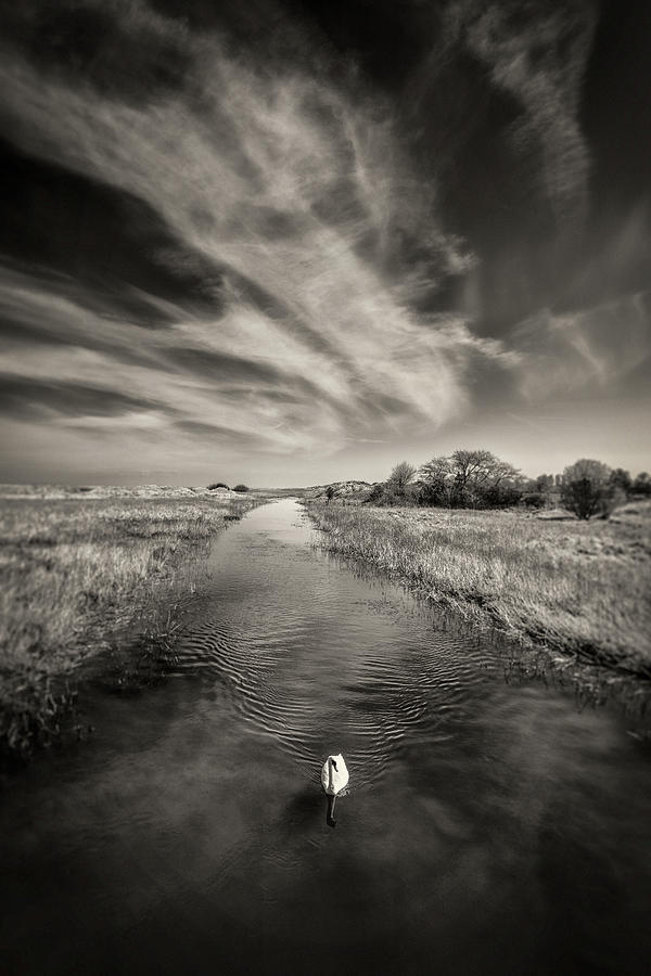 White Swan Photograph by Dave Bowman