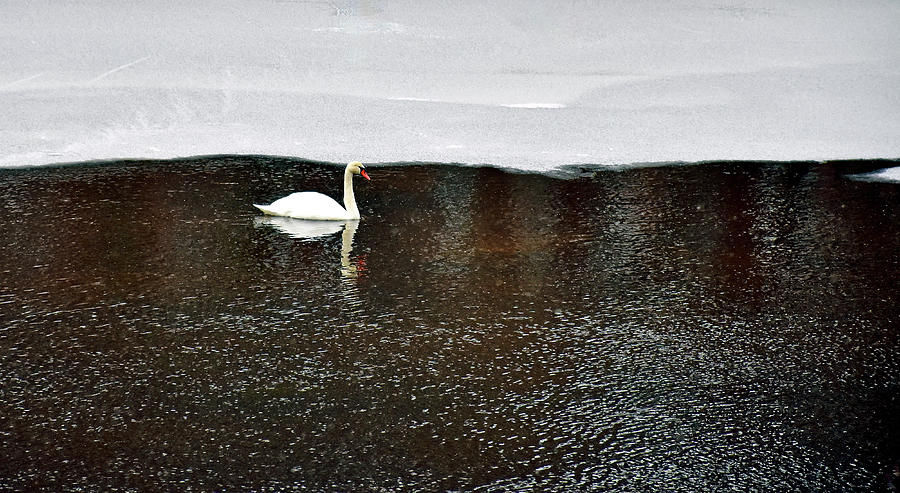 White Swan gliding on Quinepoxet River Photograph by Monika Salvan