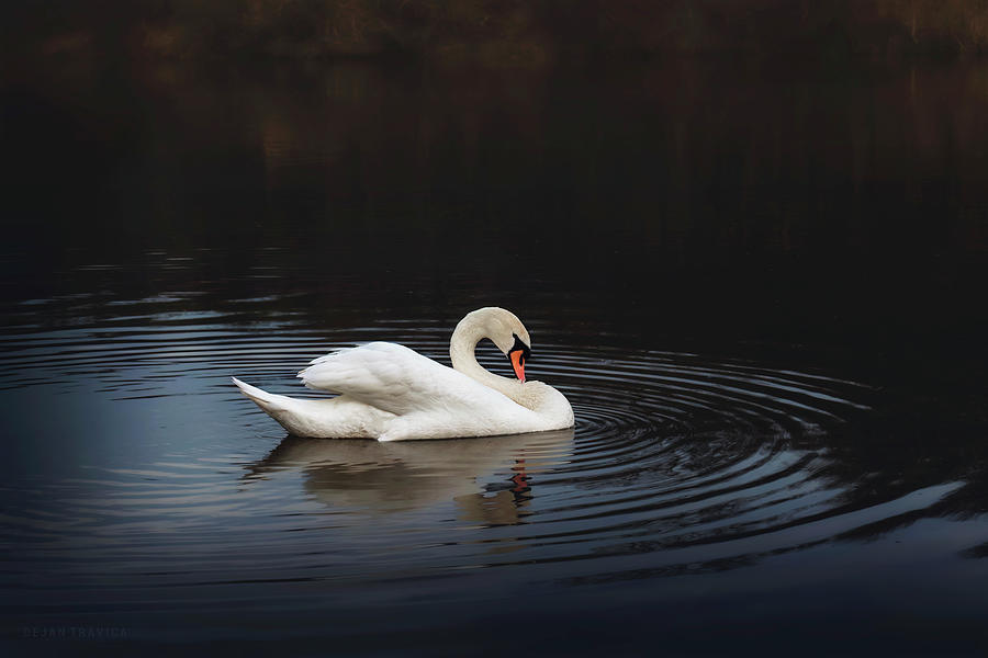White swan in the lake at dusk Photograph by Dejan Travica
