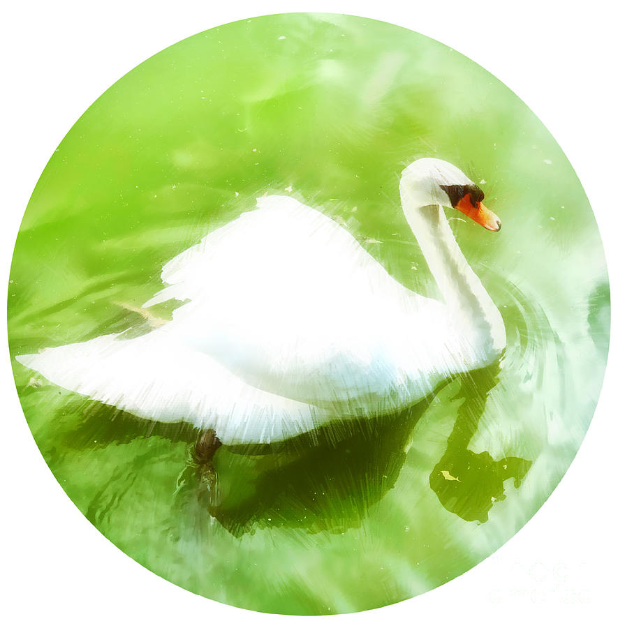 White Swan Photograph by Jenny Revitz Soper