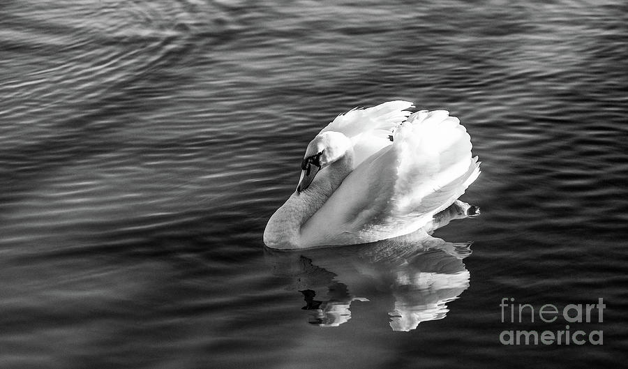White swan Photograph by Jim Orr