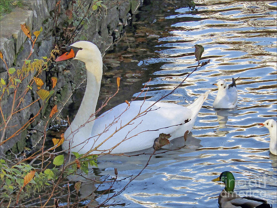 White Swan Photograph by Kim Tran