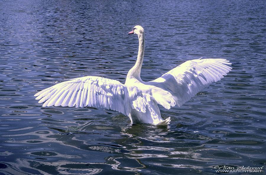 White Swan Landing on Lake Photograph by Alan Ackroyd