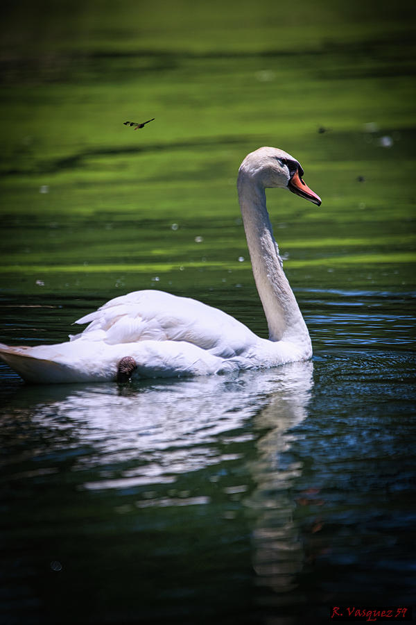 White Swan On Lake Photograph by Rene Vasquez