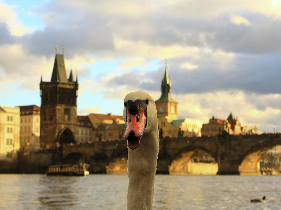 White Swan Photobombing Charles Bridge in Prague Photograph by Kathrin Poersch