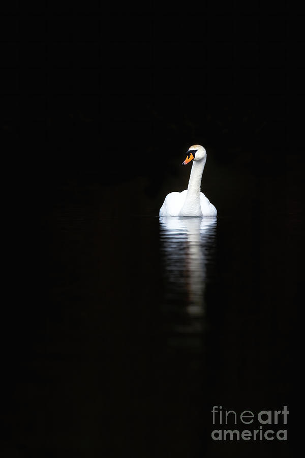 White swan reflected in calm water Photograph by Jane Rix